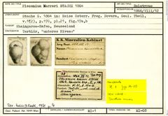 Karteikarte zum Holotyp von Plecanium karreri Stache, 1864
